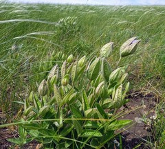Clematis integrifolia