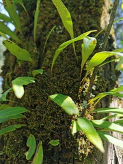 Pleopeltis macrocarpa