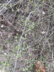 Forestiera