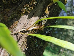 Pleopeltis macrocarpa