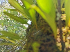 Pleopeltis macrocarpa