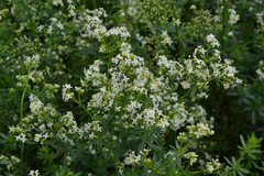 Galium album