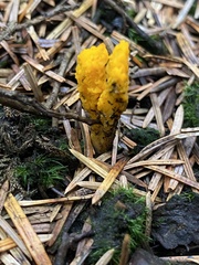Calocera