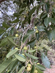 Ficus pertusa