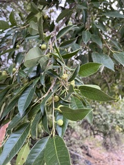 Ficus pertusa