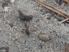 Formica polyctena × rufa