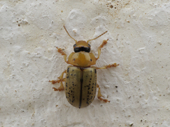 Gonioctena