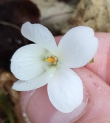 Viola alba