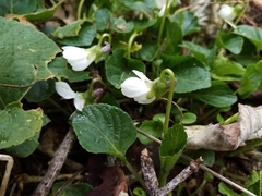 Viola alba