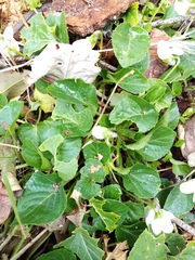 Viola alba