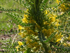 Astragalus macrocarpus