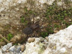 Lycosoides coarctata