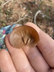 Auricularia angiospermarum