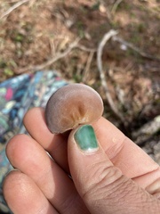 Auricularia angiospermarum