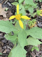 Smallanthus uvedalia