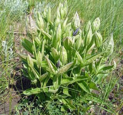 Clematis integrifolia
