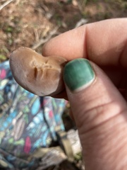 Auricularia angiospermarum