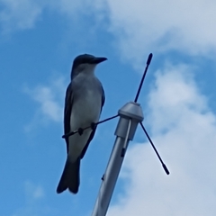 Tyrannus dominicensis