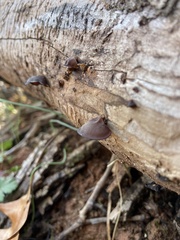 Auricularia angiospermarum