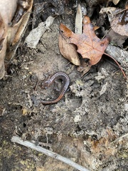 Plethodon dorsalis