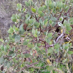 Arctostaphylos glandulosa