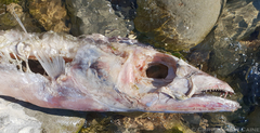 Lepidopus caudatus