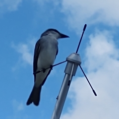 Tyrannus dominicensis