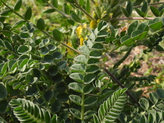 Astragalus macrocarpus