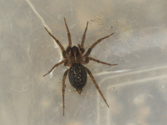 Lycosoides coarctata