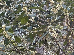 Cartrema americana