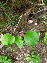 Trachystemon orientalis