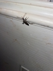 Leptoglossus corculus