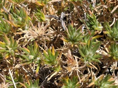 Leptosiphon nuttallii pubescens