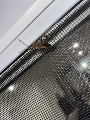 Leptoglossus corculus