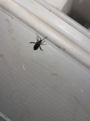 Leptoglossus corculus