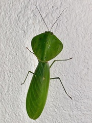 Choeradodis rhombicollis