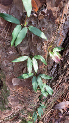 Bignonia capreolata