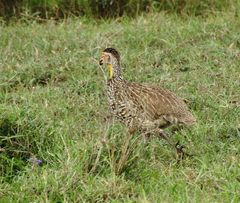Pternistis leucoscepus
