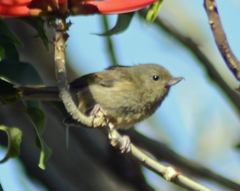 Diglossa baritula