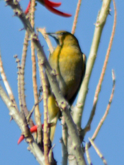 Icterus cucullatus