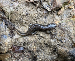 Desmognathus conanti