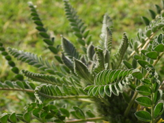 Astragalus macrocarpus