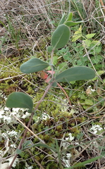 Coronilla scorpioides
