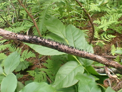 Lamproderma sauteri
