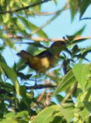 Icterus spurius