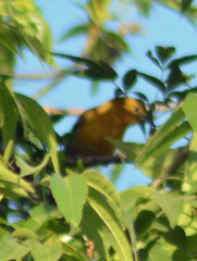 Icterus spurius