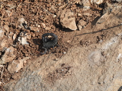 Hottentotta judaicus