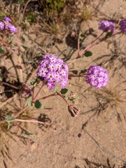 Abronia villosa