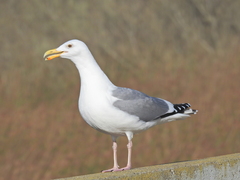 Larus argentatus × glaucescens
