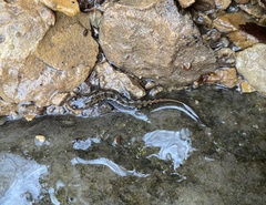 Desmognathus conanti